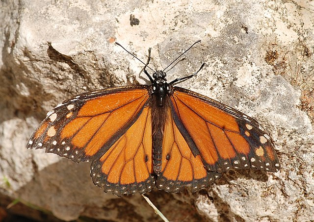 Monarch butterfly on tombstone
