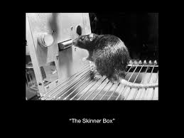 Training a rat for
behavior modification