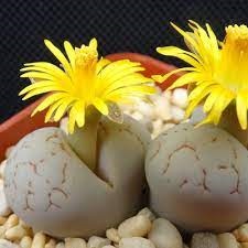Lithops Living Stonea